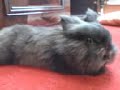 videos de Mein Kaninchen Prinz der erste (und letzte)