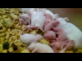 tribu de ratones blancos 