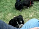 9-4-08 puppy video 9