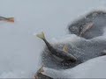 Блеснение окуня. Первый лёд.