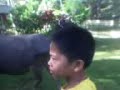 kalabaw kalabaw