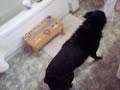 How to give a dog a Bath