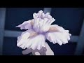 antaki-wishes.html