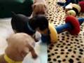 Miniature Pinscher video