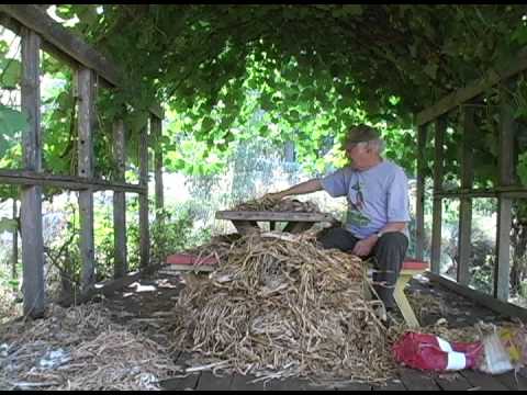 how to harvest cloves