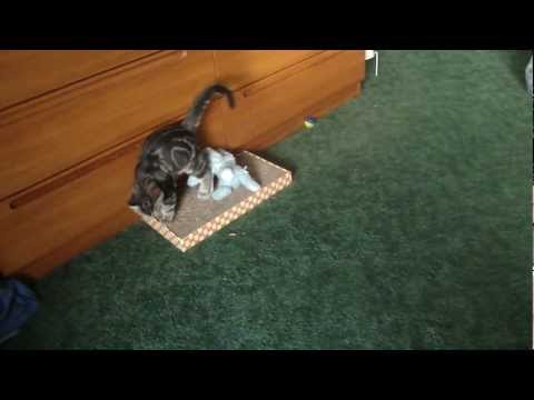 See video