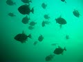Spearfishing school of fish peixe porco. pampo.