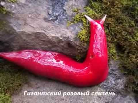 Смотреть фильм чужой 20 серию