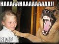 vERY fUNNY dOGS 13