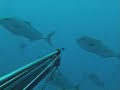 Chasse sous Marine
