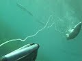 Chasse sous Marine