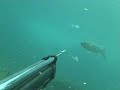 Chasse sous Marine