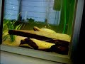Melanochromis Auratus Mating