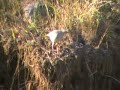 Arguvan Daglar dogamiz  dogal yasam wildlife