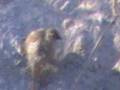 Arguvan Daglar dogamiz dogal yasam wildlife