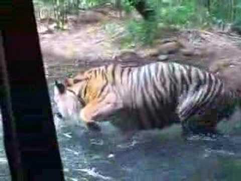sumatran tiger