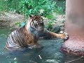 Sumatran Tiger - Zoo Atlanta