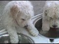 Australian Labradoodle Puppies (6 weeks)