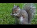 A squirrel eats a packet of crisps