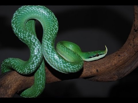 YouTube reptile video