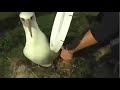 Midway (1/20/08): Banding Laysan Albatross Midway (1/20/08): Banding Laysan Albatross