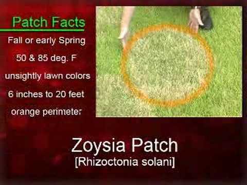 how to eliminate zoysia grass