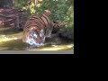 tigers love water!  big cat tv