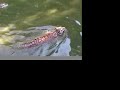 tigers love water!  big cat tv