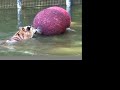 tigers love water!  big cat tv