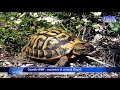 Guardie WWF, sequestro di animali illegali nel Cilento