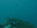 Manta Ray at Monad Shoal