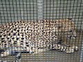 Purring Cheetah
