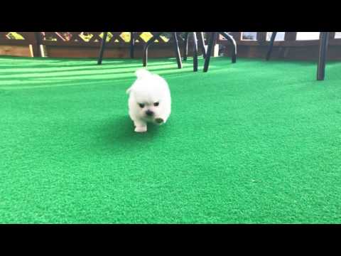 Teacup Maltese - Irene
