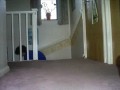box race