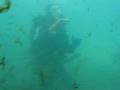 Scuba Diving in the Patagonia with Sea lions