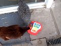 2 amazing musical pet chickens play duet on mini piano