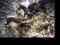 Hog Hunting Texas Style Hog Doggin'