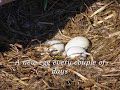 The Mystery of the Swans-Part 1 The Mystery of the Swans-Part 1