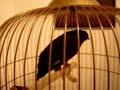 Oiseau qui parle