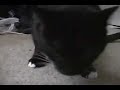 Angriest Cat Ever Angriest Cat Ever