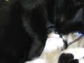 Ramsey hugs Lola