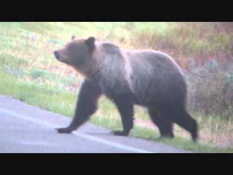 how to locate elk