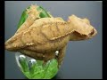 Crested and Gargoyle Geckos