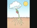 Crecimiento y desarrollo de una planta
