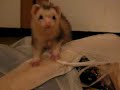 whackaferret.html