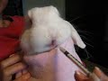 Bunny takes medicine Bunny takes medicine