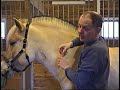 Visit www.bluebirdlane.com for more Norwegian Fjord Horse pictures, Fjordhorse articles, and lots more information about the breed! Bluebird Lane Fjords presents a two-part video tutorial on how to cut a Fjord Horse mane. We get a lot of inquiries on the correct way to cut the Fjord mane so we produced this video to help. Fjord manes are traditionally groomed to stand upright which enhances the appearance of the neck and draws attention to the black stripe which runs through the white hairs of the mane. We think it is important to keep every Fjordhorse's mane groomed in this traditional way. The mane should be trimmed every 4 to 5 weeks. In this video, Stefan exhibits our technique using the mare Bocina as a model. Be sure to watch part two as well. It can be found here www.youtube.com