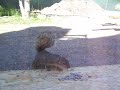 Hungry  Squirrel