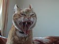 Very Funny Cats Part 6