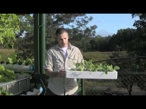 how to replant bok choy